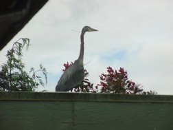 Photo Shop of Bird through glass window